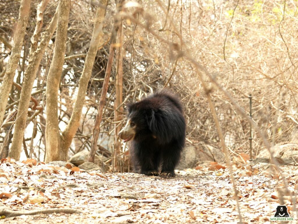 Sloth bear in deciduous forest