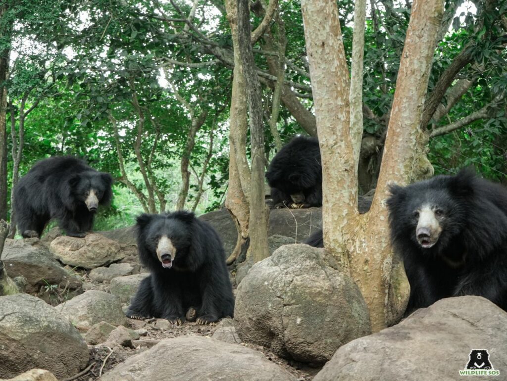 Sloth bears at BBRC