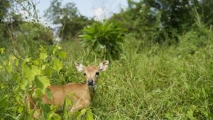 Rescues From The Helpline – September 2025