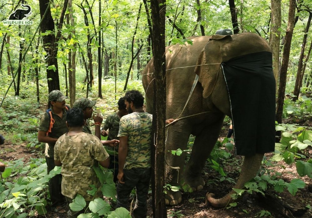 VanDevi RadioCollaring