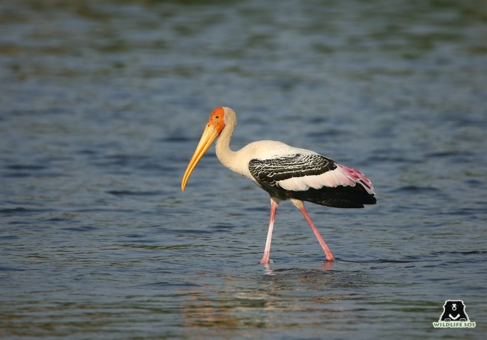 Waterbird_PaintedStork