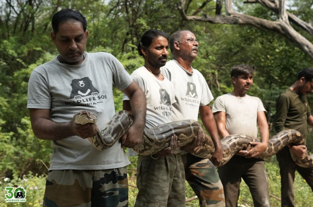 Rescue of 55kg python