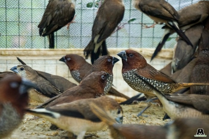 Old Delhi's Jama Masjid raid