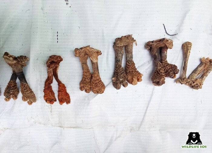 GSPCA raid and seizure