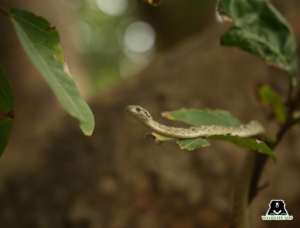 Ethical Snake Rescue: A Life-Saving Approach To Human-Snake Conflict