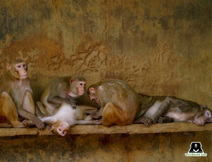 A group of rhesus macaques grooming