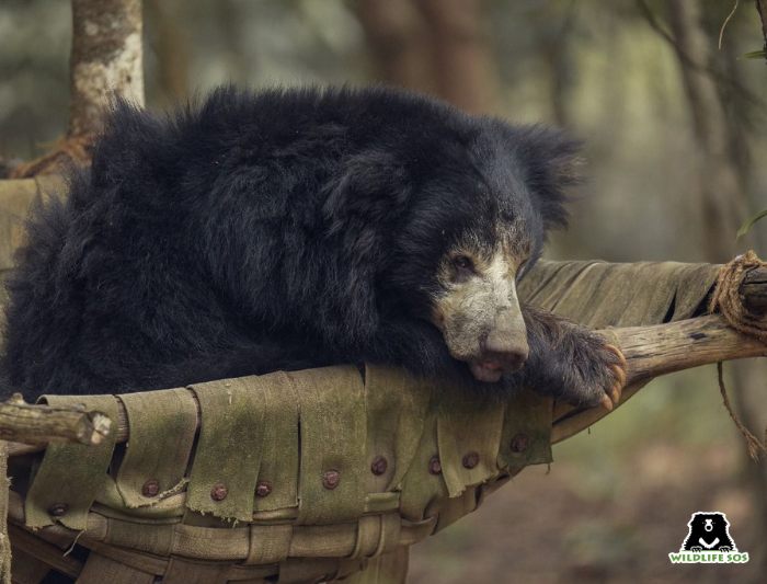 A bear resting in hammock