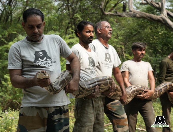 A 55 kg python handled by expert rescuers from Wildlife SOS