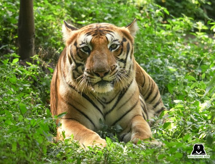 A royal bengal tiger called Gopal