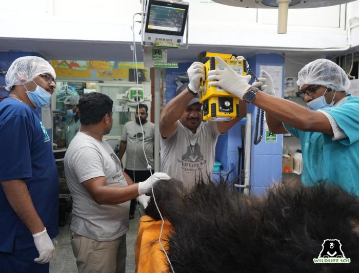 Veterinarians conducting X Ray on bear