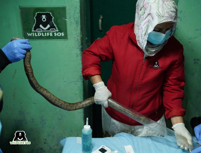 A trained professional conducting an radio telemetry of Levantine Viper