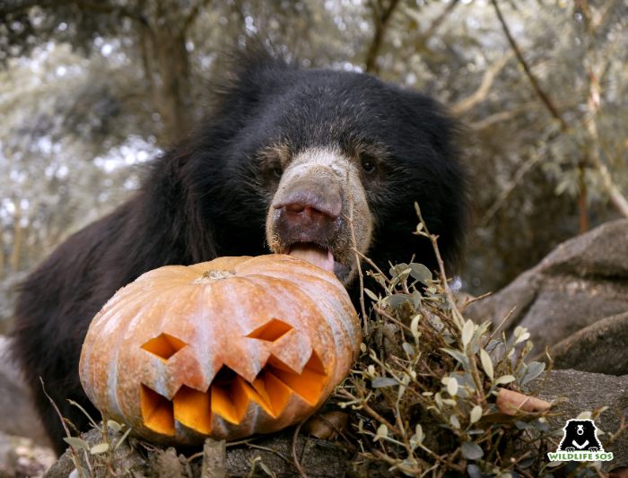 Sloth bear named Odum with his pumpkin for Halloween
