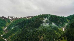 Wildlife SOS Breaks New Ground In The Study Of Himalayan Brown Bears 