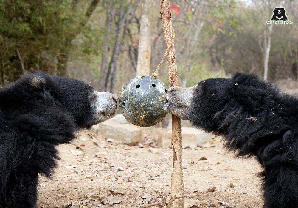 240202_BBRC_HEMANT_CHITRA_ODUM_SLOTHBEAR (5)