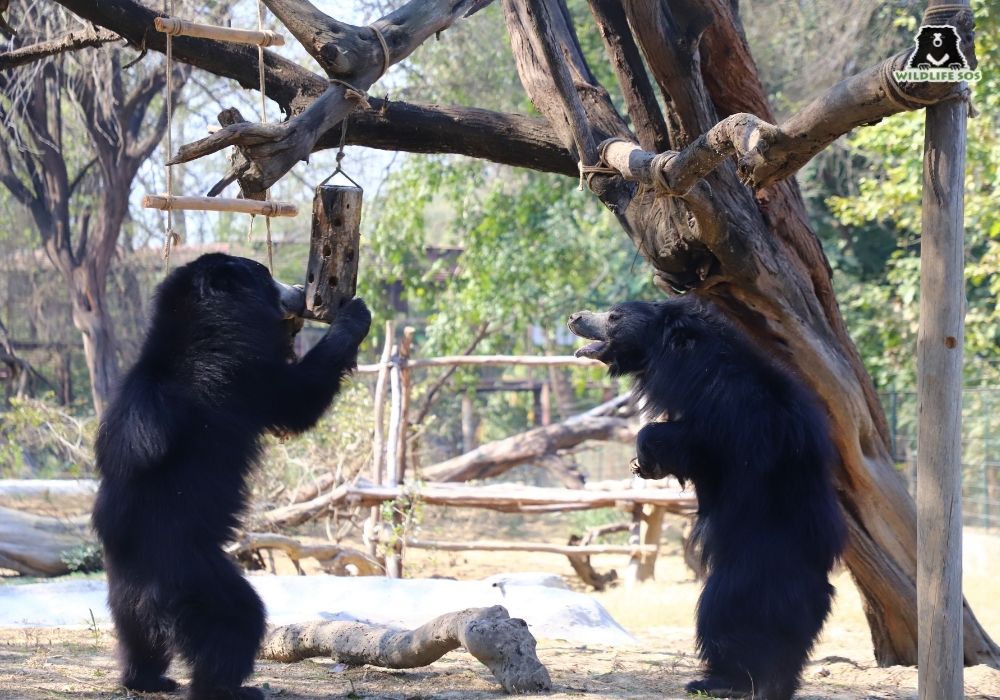 240208_ABRF_Shresatha_Sloth Bear_Ron (L) Molly (R) (2)
