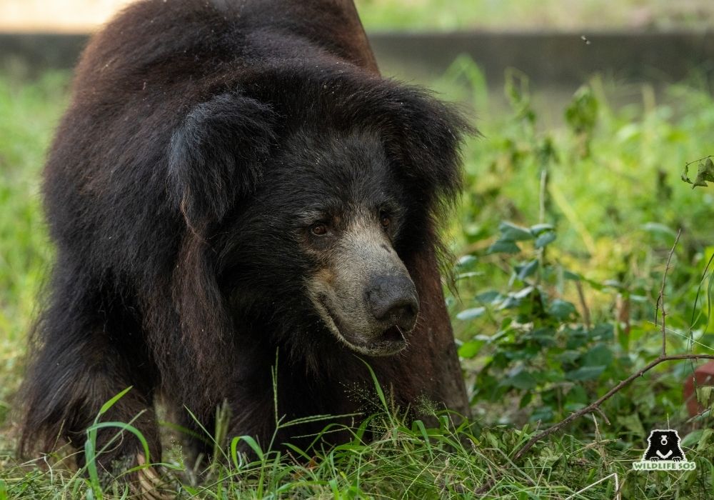 240914_ABRF_ATHARVA PACHARNE_BEAR_TITLI_ENRICHMENT_9 (1)