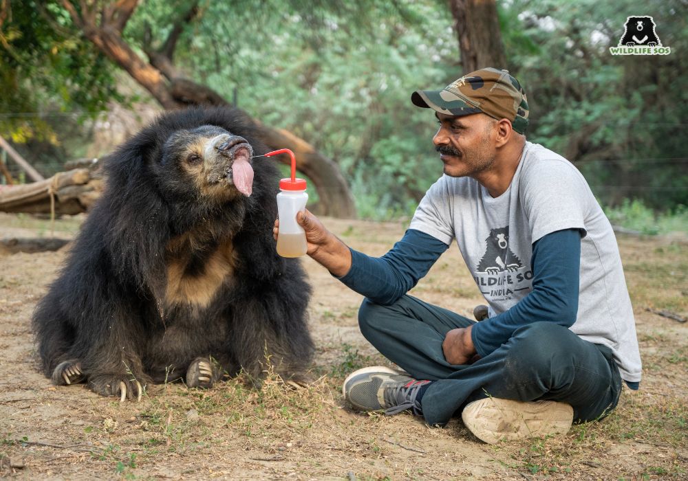 241017_ABRF_ATHARVA PACHARNE_BEAR_JALEBI_1 (1)