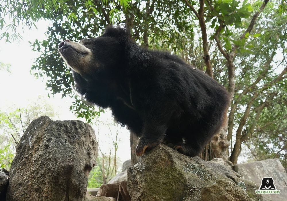 250111_BBRC_HEMANT_ODUM_SLOTHBEAR_MAMMALS (1).JPG9