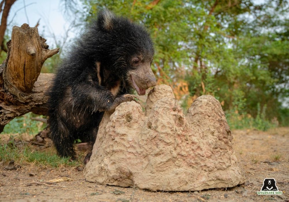 250616_ATHARVA PACHARNE_ABRF_BEAR_JENNY_4 (1)