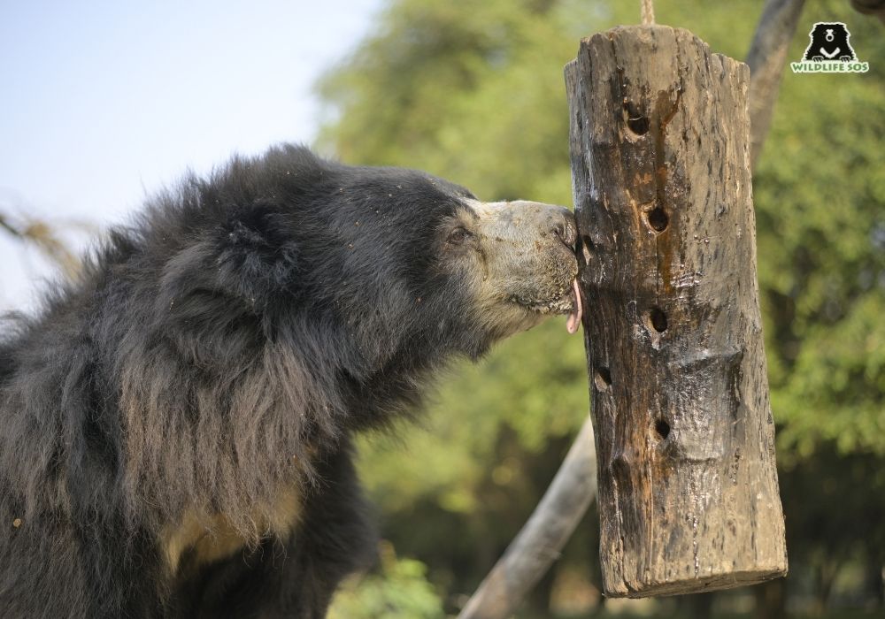 251023_ABRF_ATHARVA PACHARNE_BEAR_ANSAR_ERICHMENT_101 (1)