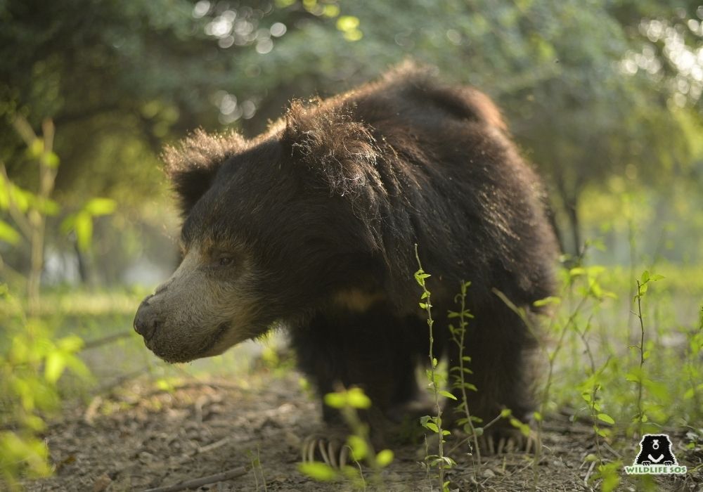 251023_ABRF_ATHARVA PACHARNE_BEAR_MALIK_ERICHMENT_15 (1)