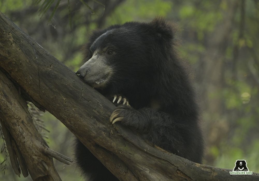 251026_ABRF_ATHARVA PACHARNE_BEARS_DIGIT_ENRICHMENT_1 (1)