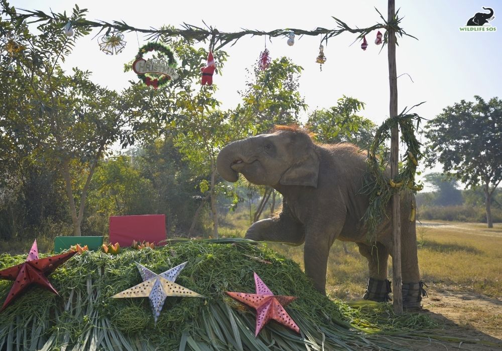 251210_EHC_ATHARVA PACHARNE_EVENT_CHRISTMAS_BANI_26