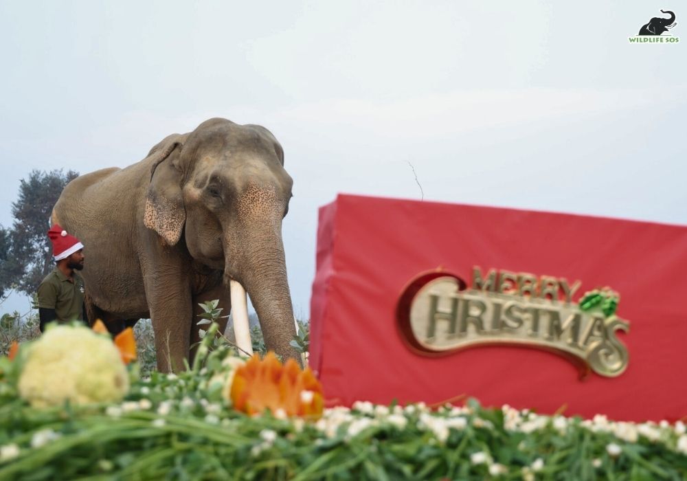 251213_ECCC_MRADUL_ELEPHANT_SURAJ_CHRISTMAS_SHOOT (631)