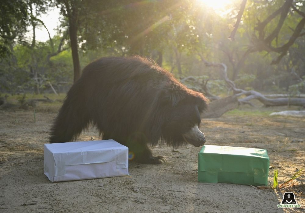 251216_ABRF_ATHARVA PACHARNE_EVENT_CHRISTMAS_BEARS_MOLLY_