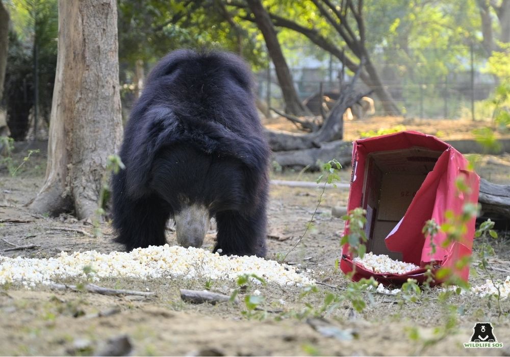 251216_ABRF_ATHARVA PACHARNE_EVENT_CHRISTMAS_BEARS_MOWGLI_