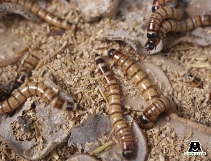 Mealworms are a food source of bears