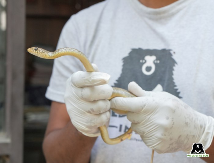 An expert rescuer handling a common rat snake found near urban settlements