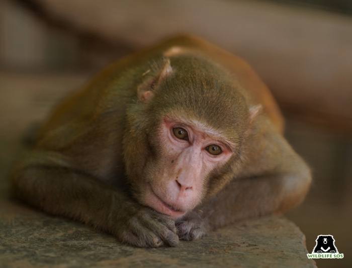 A rhesus macaque rescued from a human-macaque conflict situation