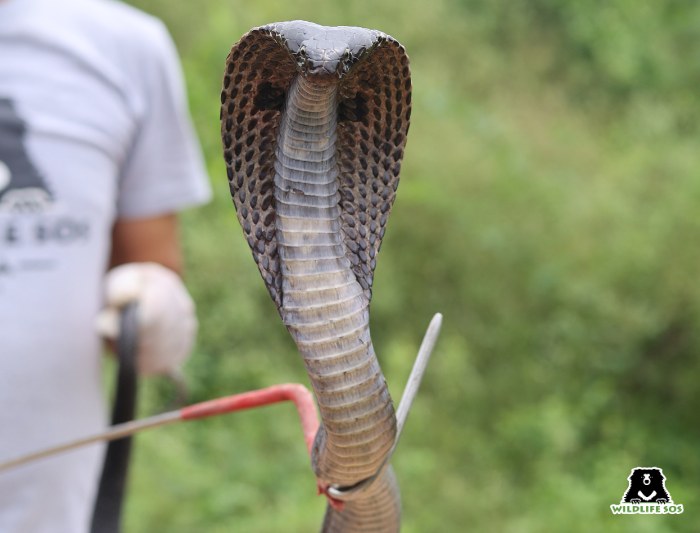 A spectacled cobra being released with proper protocols of handling
