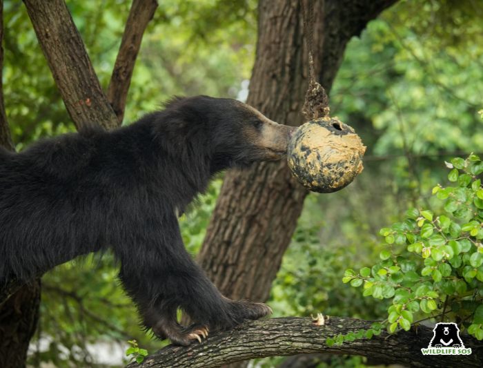 A bear interacting with enrichment ball laced in peanut butter