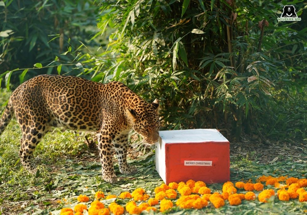 Aditi_MLRC_Christmas_Akash Dolas