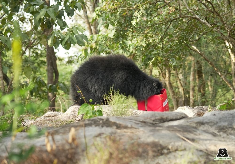 Christmas_BBRC_Rohini_ Hemanta Chakma