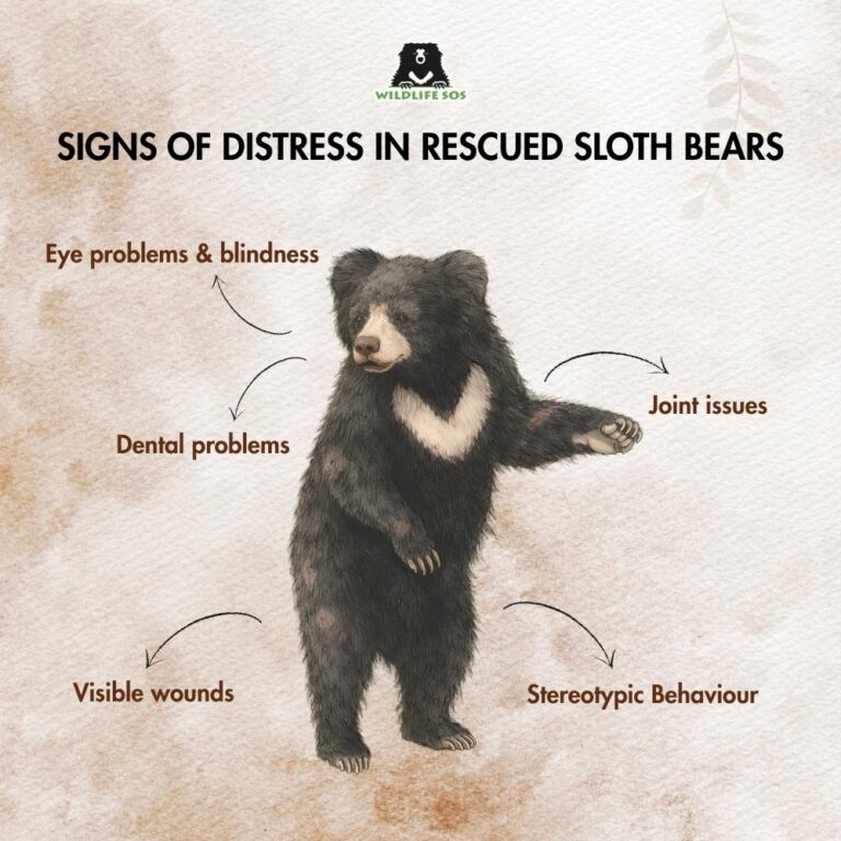 The Healing Journey Of Sloth Bears Rescued From Distress - Wildlife SOS