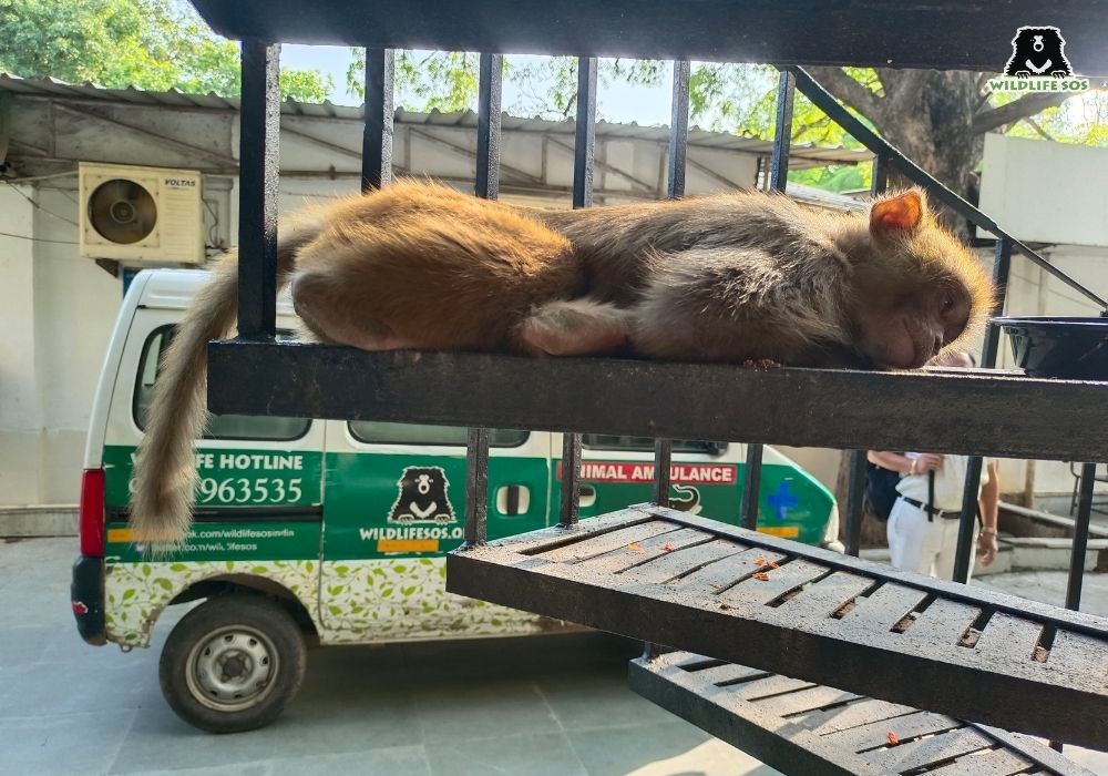 ParalysedMonkey(Delhi)_ROM
