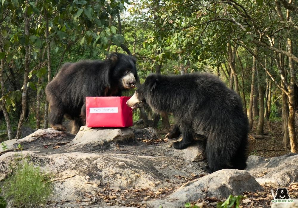 Rohini_Hari_BBRC_Christmas_Hemanta Chakma