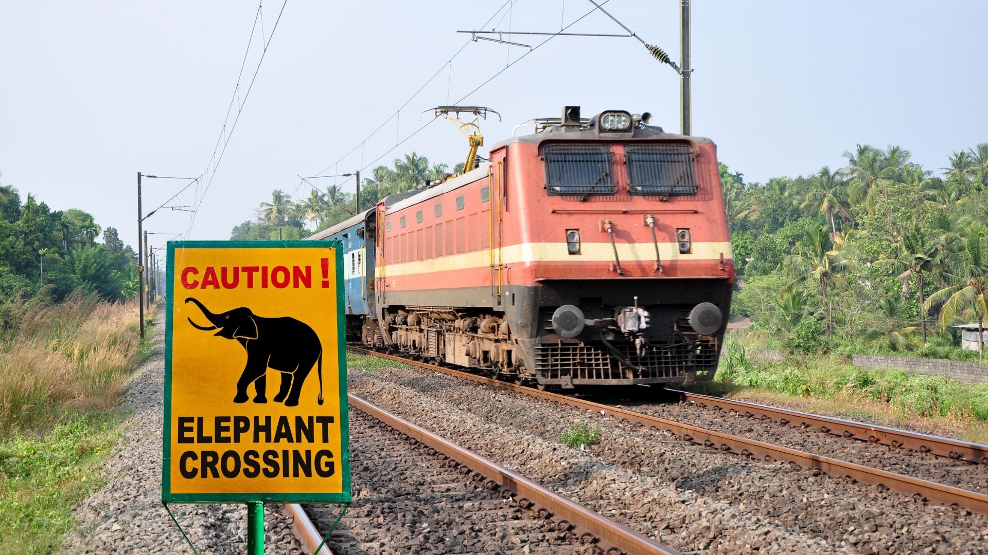 A Preventable Tragedy: Train Collisions and the Rapid Decline of India’s Wild Elephants