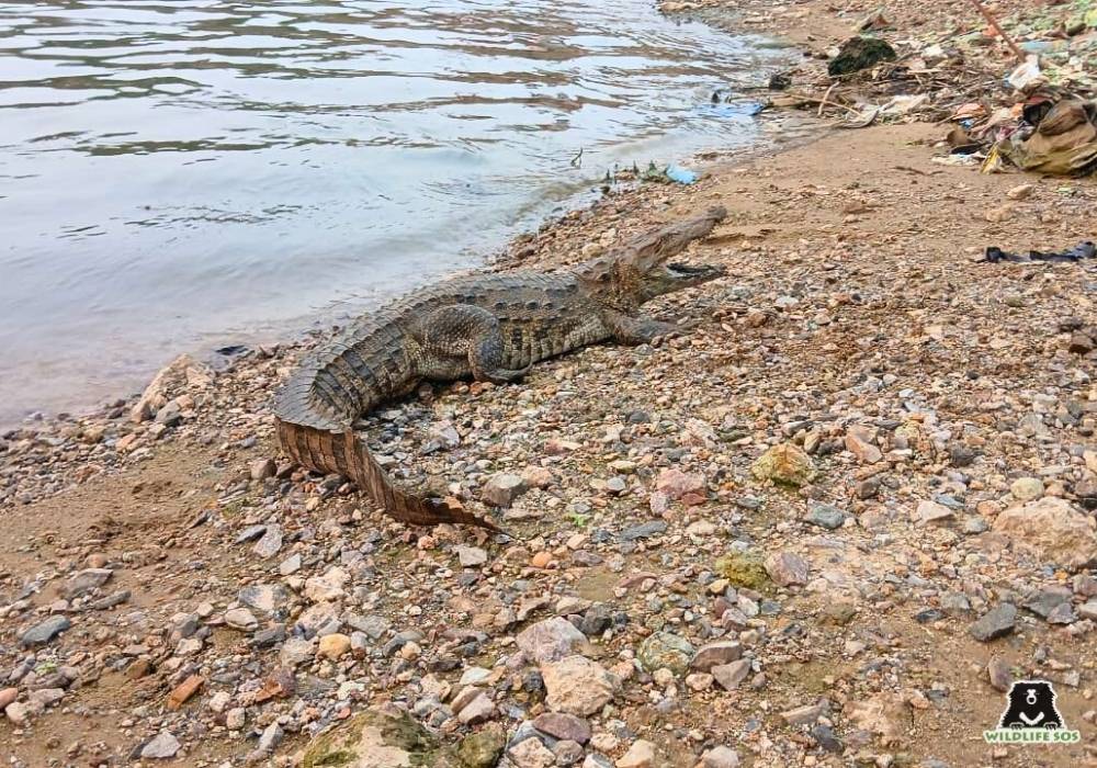 BabyCroc(Gujarat)_ROM