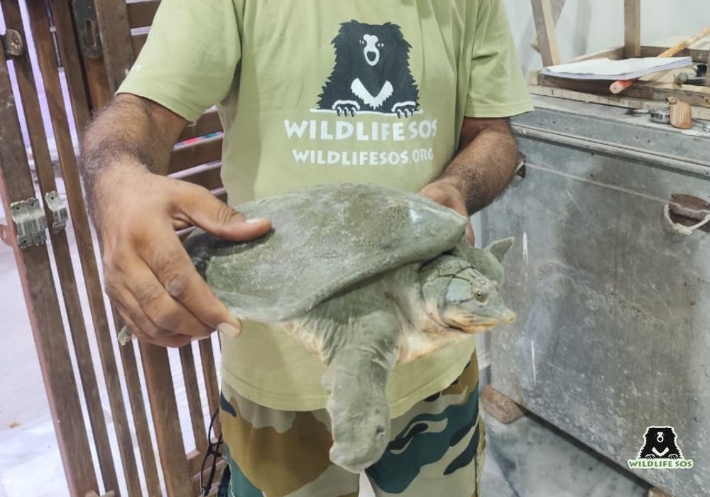 FlapshellTurtle(UP)_ROM