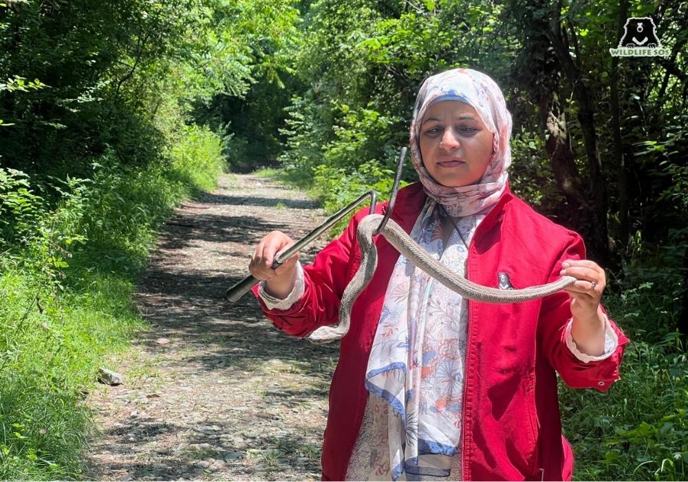 LevantineViper(J&K)_ROM
