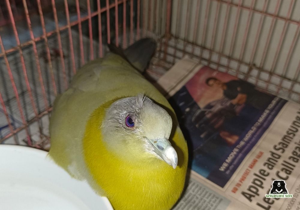 Yellow-Footed Green Pegion(Delhi)_ROM