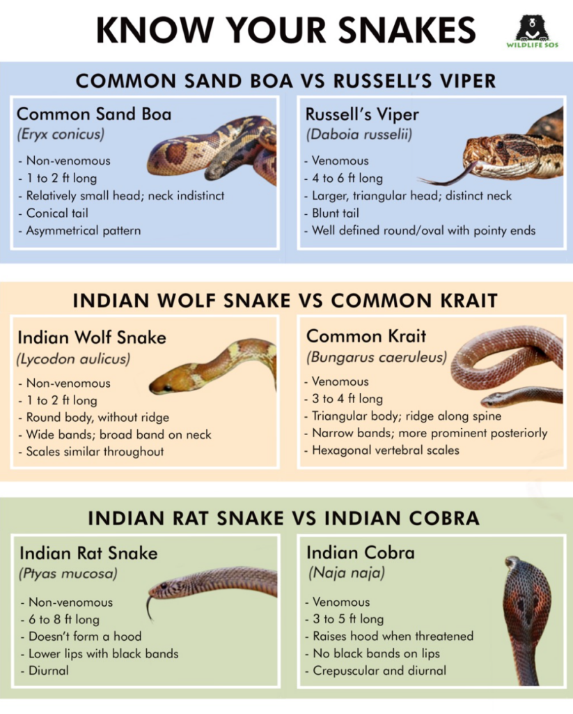 An infographic to identify snakes that are commonly mistaken for each other