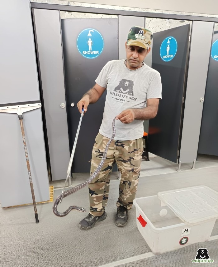 A trained rescuer rescuing a common krait