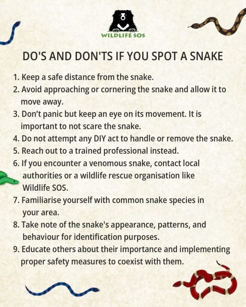 An infographic of Do's and Don'ts when you spot a snake