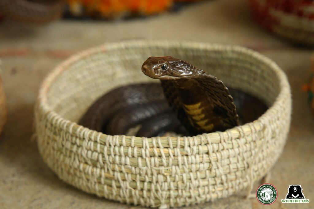 A spectacled cobra seized from snake charmers