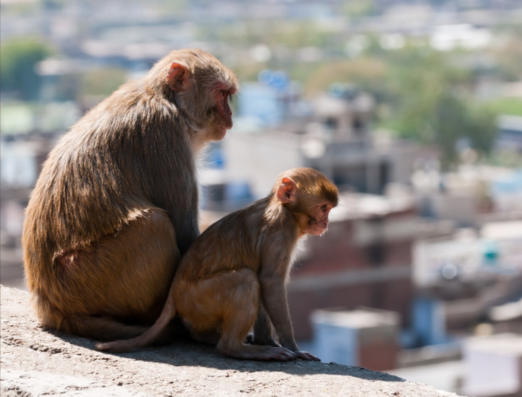 An urban rhesus macaque in the backdrop of the city